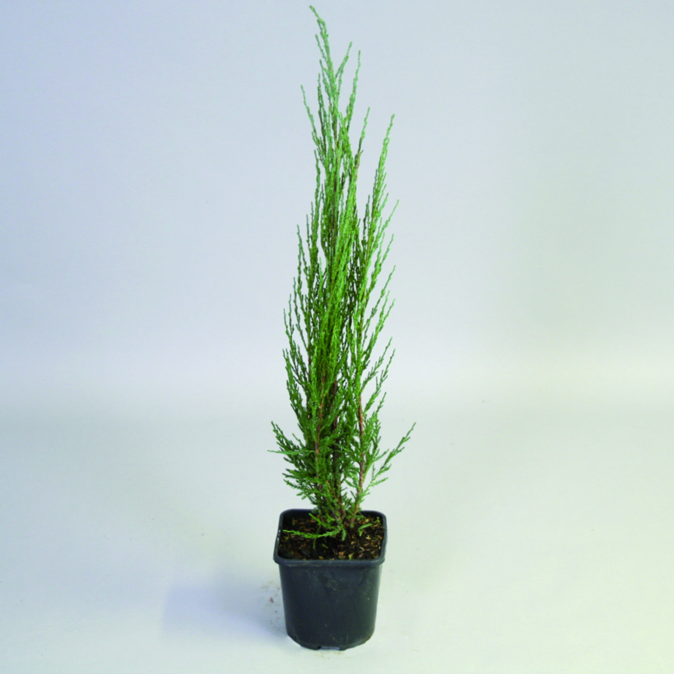 Можжевельник обыкновенный Арнольд